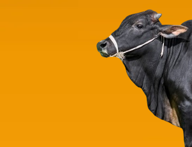 shuddho khamar organic farm for qurbani cow in bangladesh